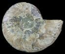 Agatized Ammonite Fossil (Half) #61743-1